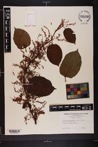 Reynoutria japonica image