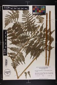 Pteridium aquilinum subsp. pseudocaudatum image