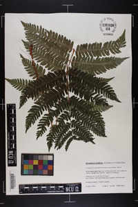 Dryopteris goldieana image