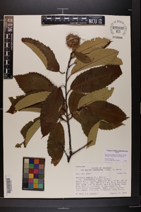 Castanea pumila var. ozarkensis image