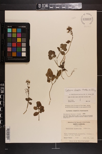 Cardamine clematitis image