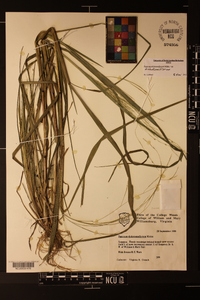 Panicum dichotomiflorum var. dichotomiflorum image