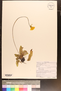 Pinguicula lutea image