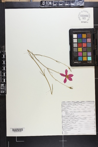 Sabatia grandiflora image