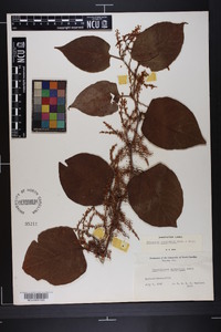 Reynoutria japonica image