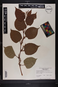 Reynoutria japonica image