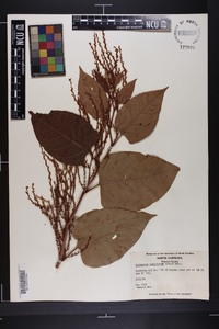 Reynoutria japonica image