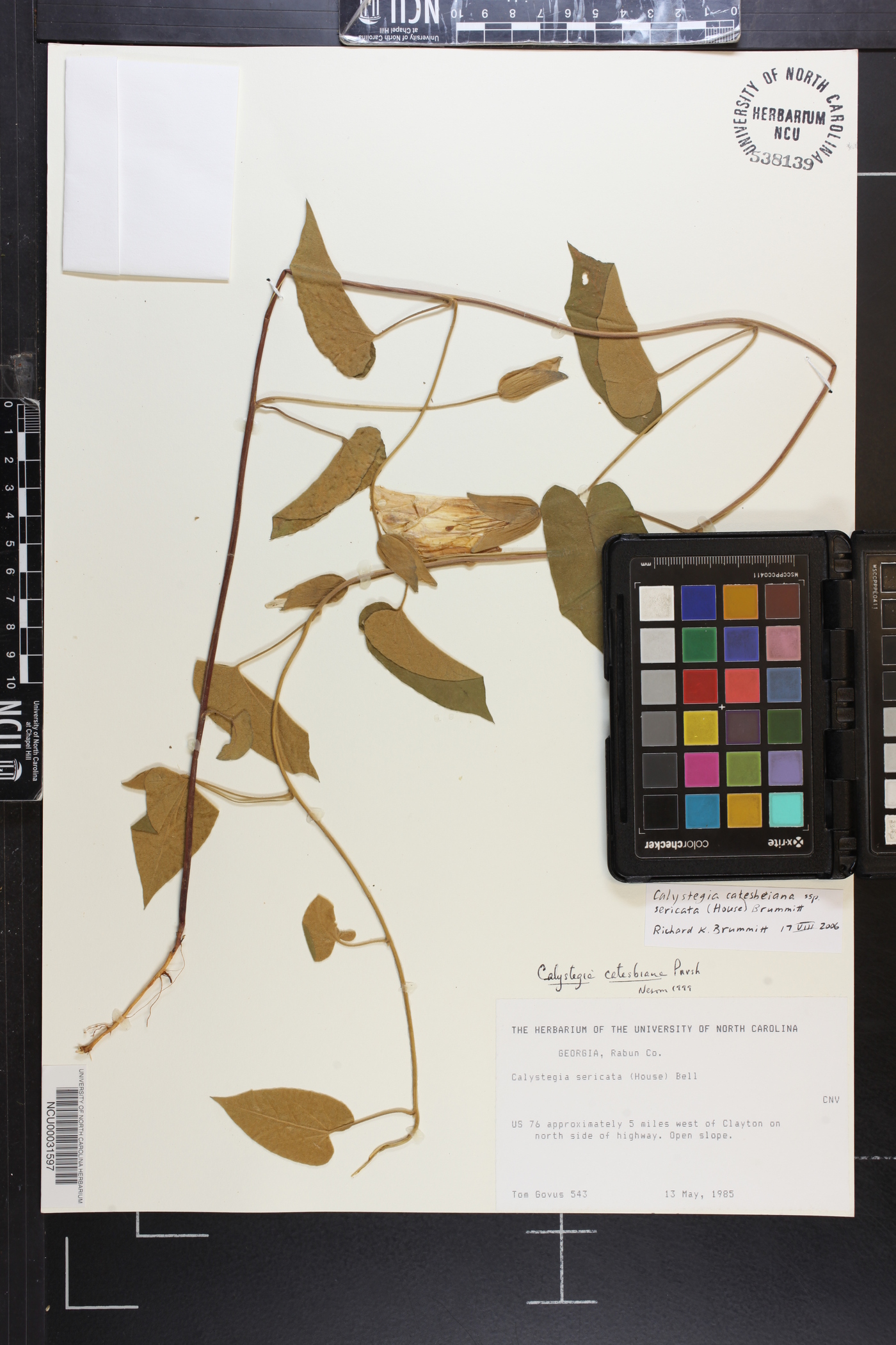 Calystegia catesbeiana image
