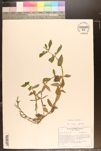 Gratiola virginiana image