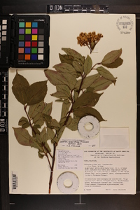 Viburnum cassinoides image