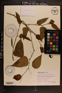 Smilax bona-nox image