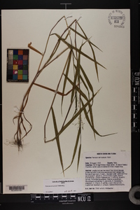 Kellochloa verrucosa image