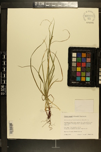 Carex swanii image