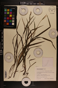 Carex manhartii image