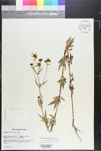 Bidens polylepis image