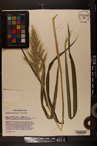 Echinochloa walteri image