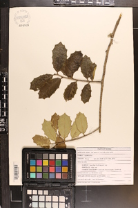 Ilex opaca var. arenicola image