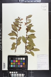 Lyonia lucida image