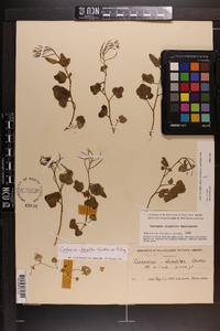 Cardamine clematitis image