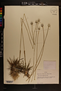 Eriocaulon compressum image