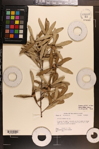 Quercus pumila image