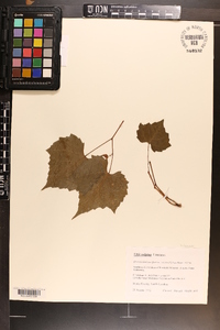 Vitis vulpina image