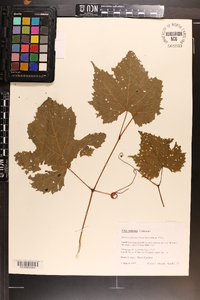 Vitis vulpina image