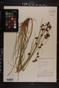 Rhynchospora glomerata image