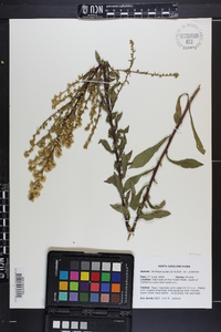 Solidago pulverulenta image