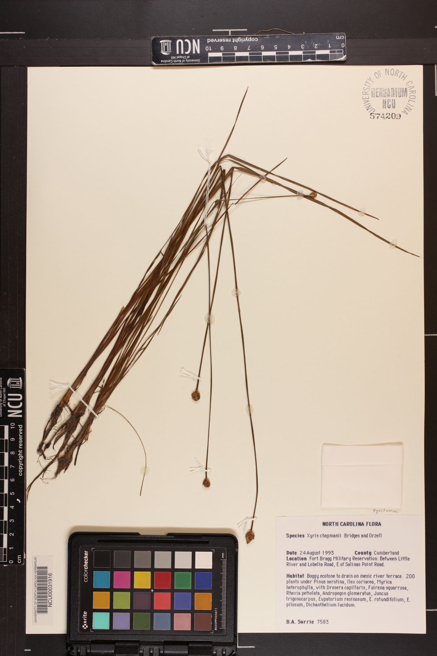 Xyris chapmanii image