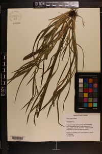 Carex pigra image