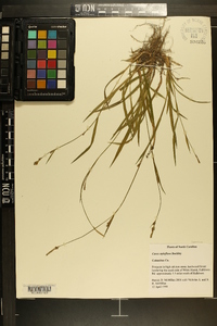 Carex styloflexa image