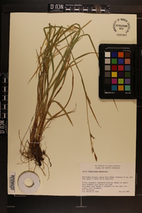 Carex biltmoreana image