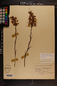 Platanthera blephariglottis image