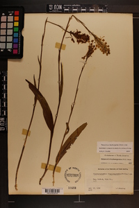 Platanthera blephariglottis image