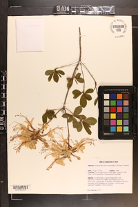 Rhododendron periclymenoides image