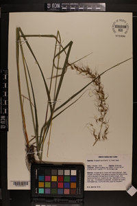 Sorghastrum elliottii image