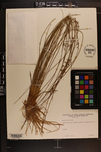 Juncus coriaceus image