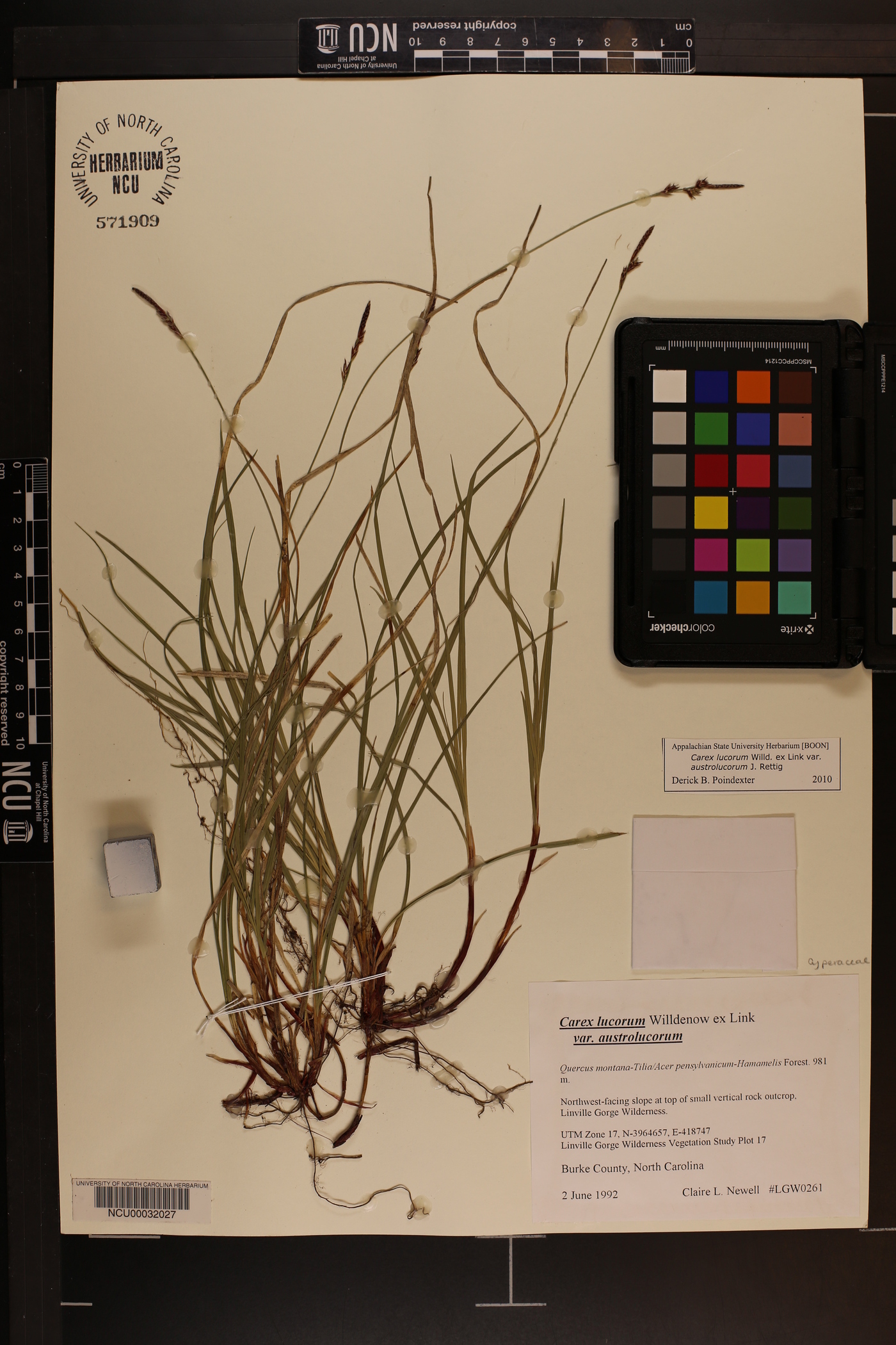 Carex lucorum image