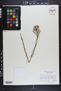 Amsonia ciliata image