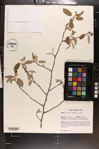 Amelanchier canadensis image