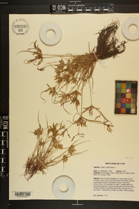 Cyperus compressus image