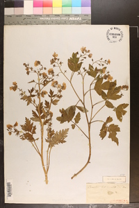 Phacelia bipinnatifida image