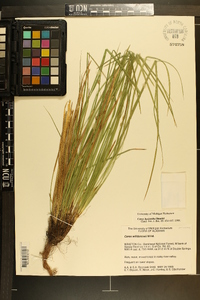 Carex basiantha image