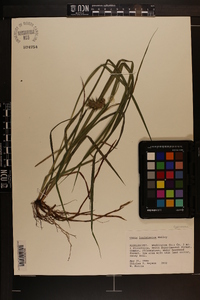 Carex louisianica image