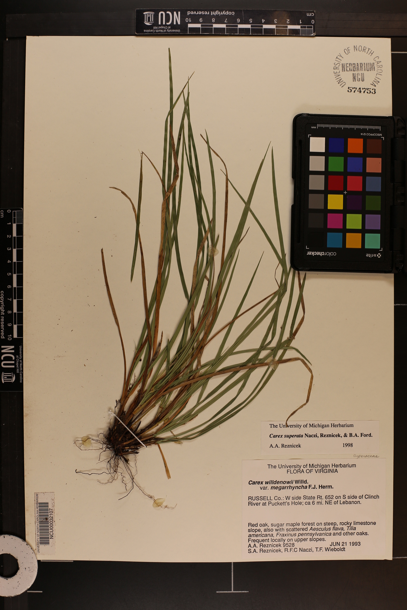 Carex superata image