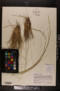 Aristida stricta image