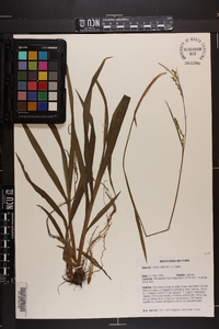 Carex radfordii image