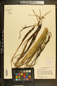 Carex decomposita image