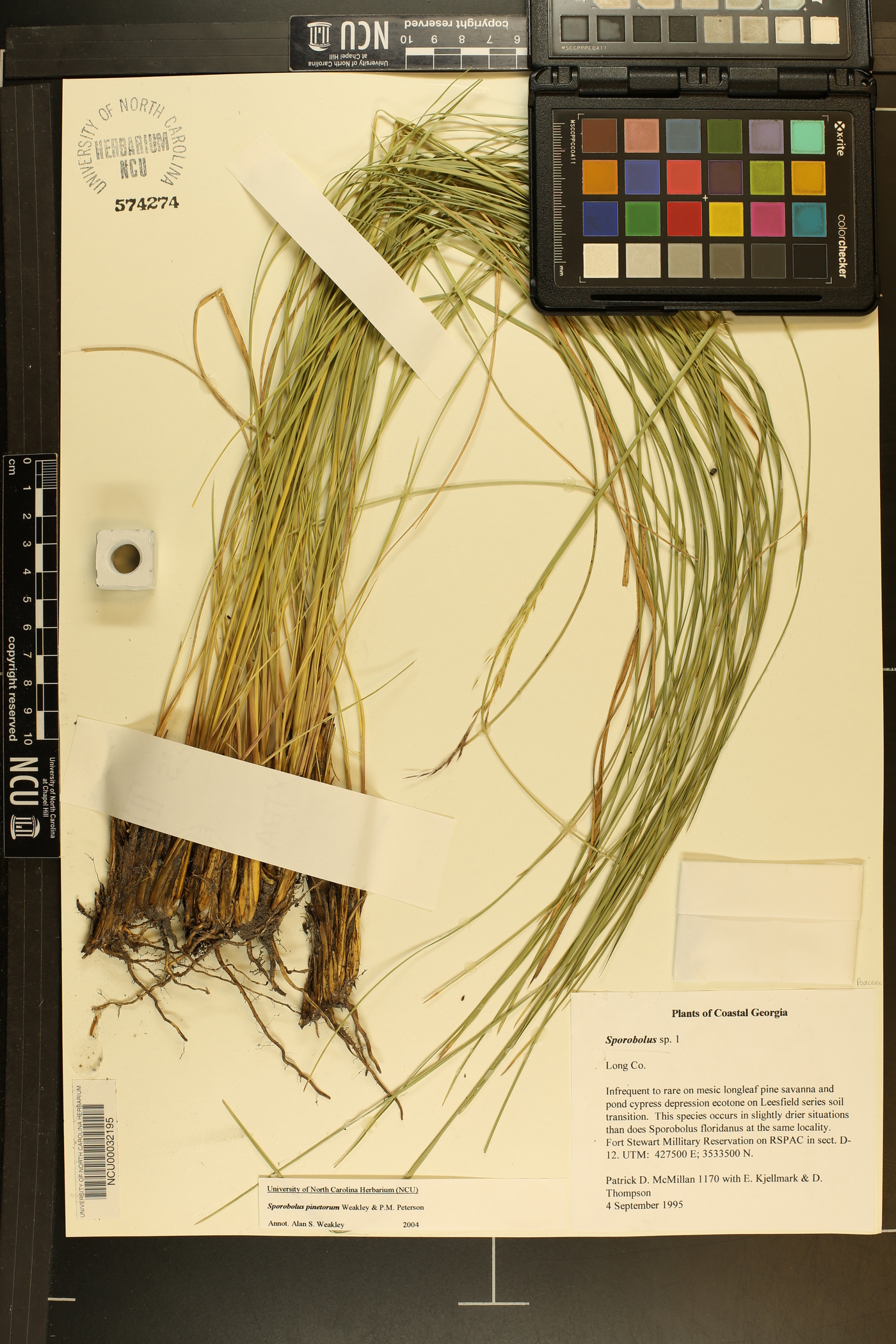 Sporobolus pinetorum image